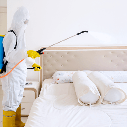 Bed bugs control